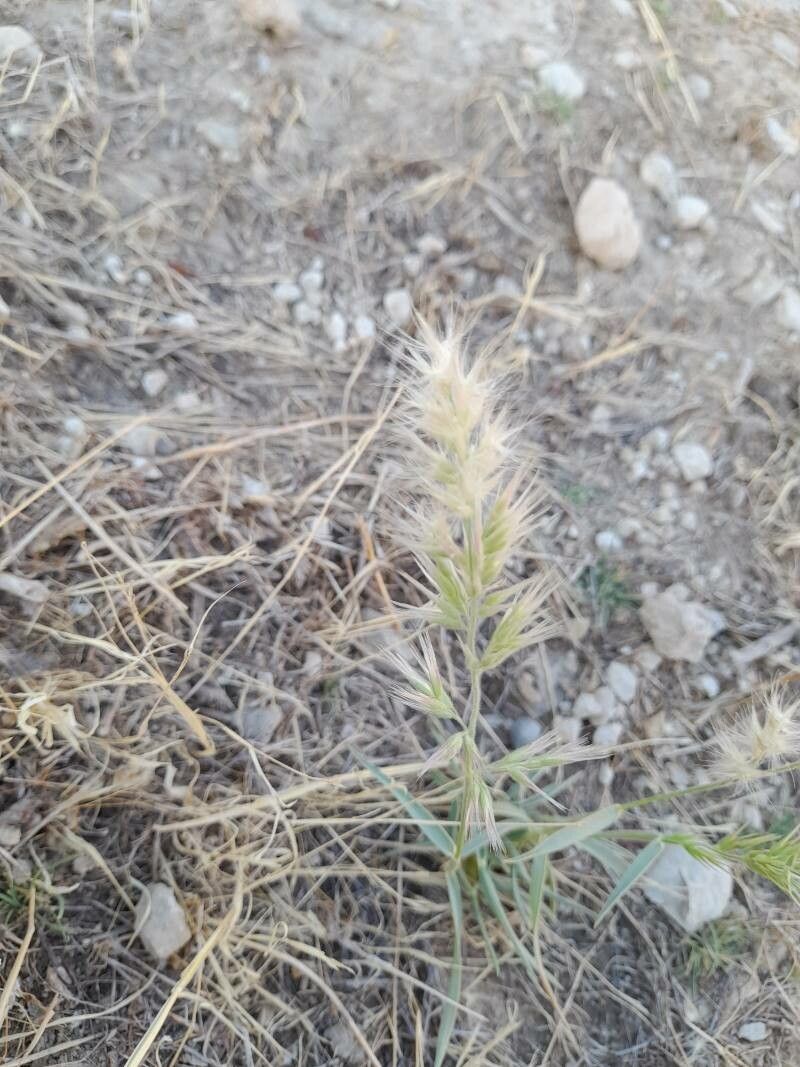 Enneapogon persicus fruit