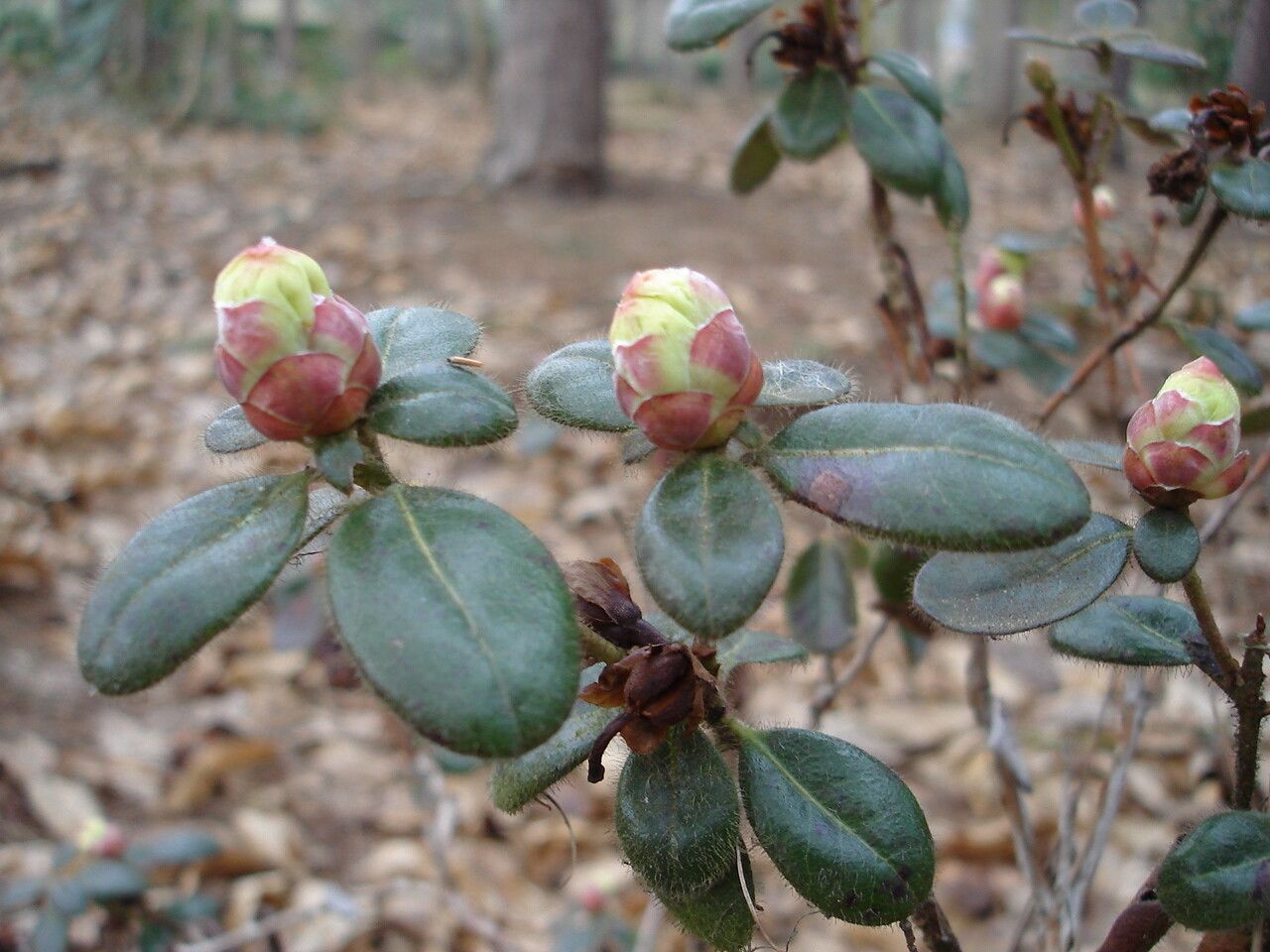 Rhododendron leucaspis — houseplant care guide