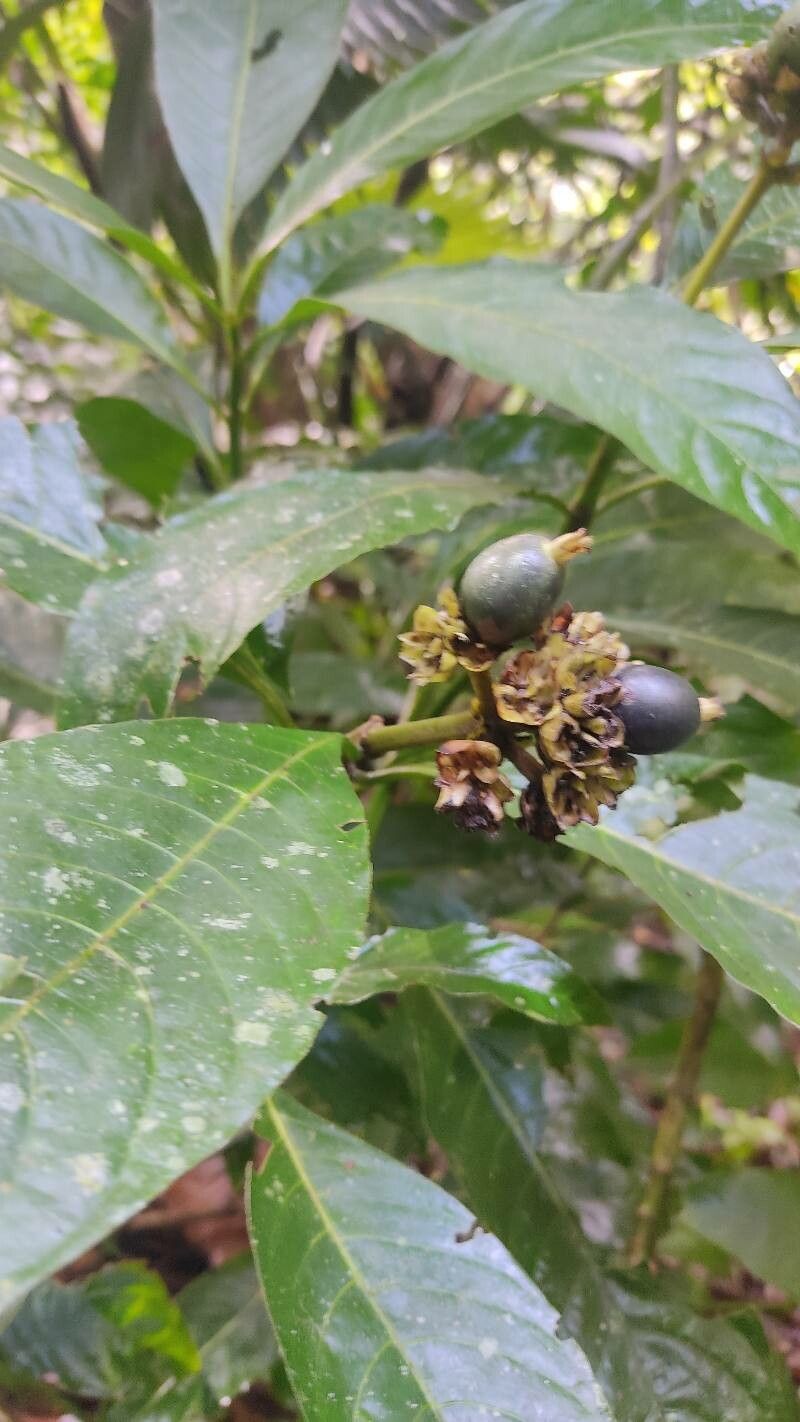 Palicourea tetragona — houseplant care guide