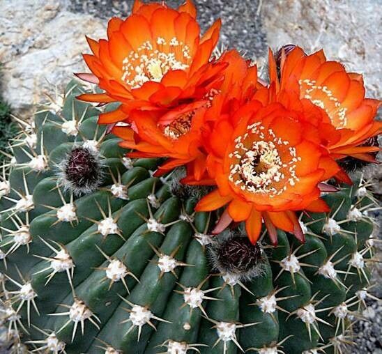 Soehrensia bruchii flower