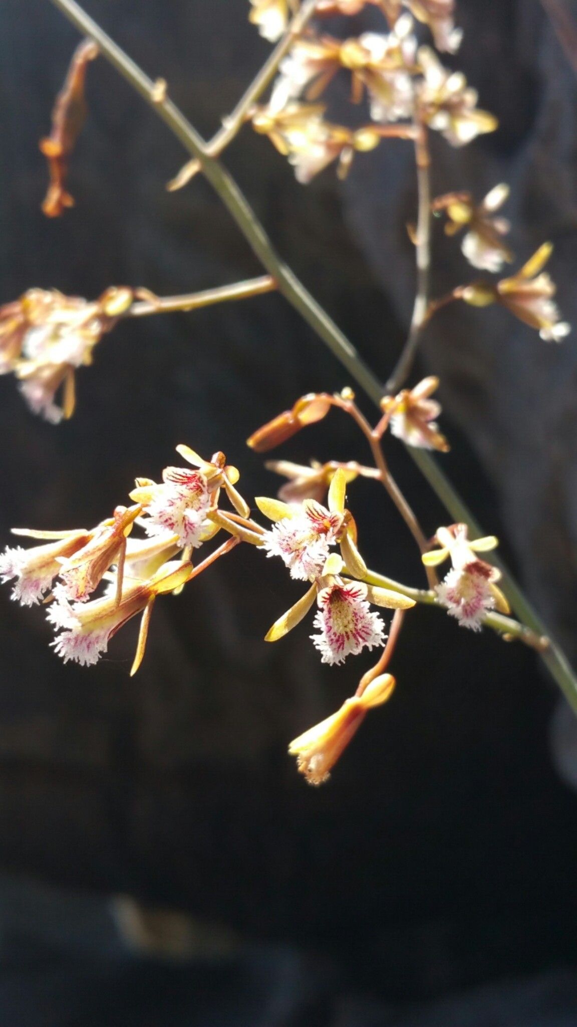 Eulophia macra — houseplant care guide