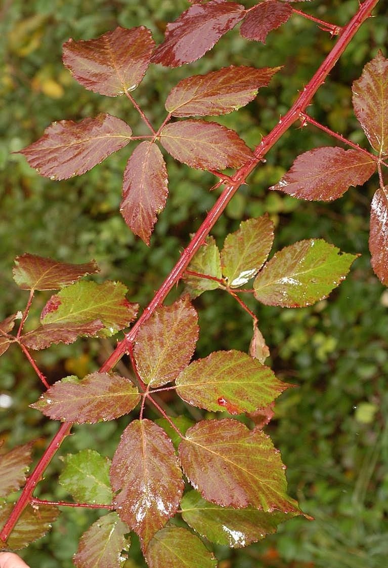 Rubus constrictus other