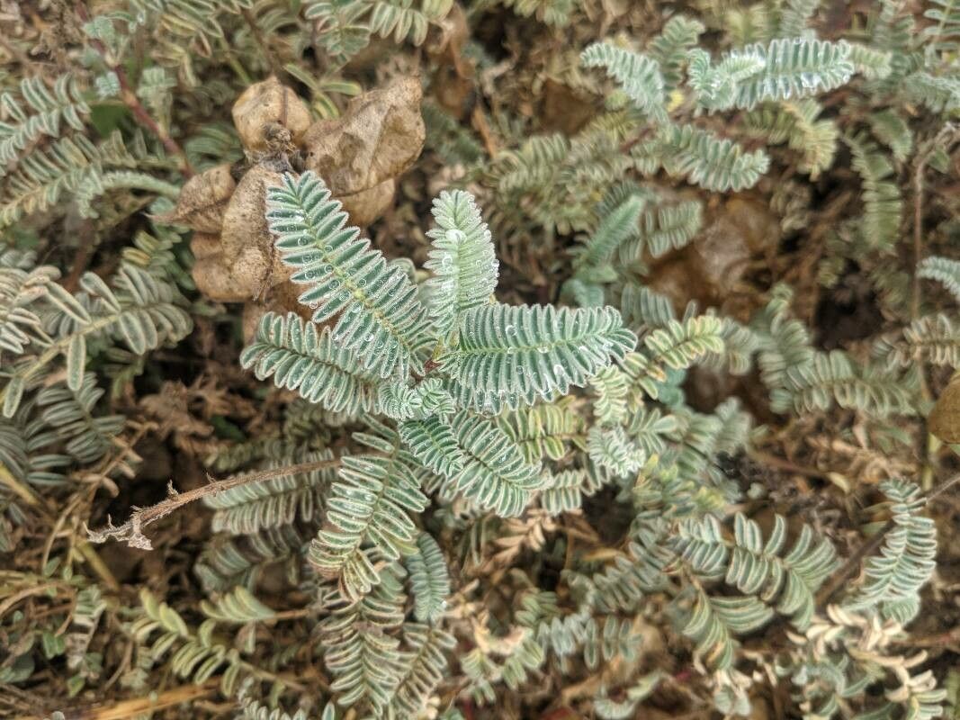 Astragalus miguelensis — search result for 'Astragalus'