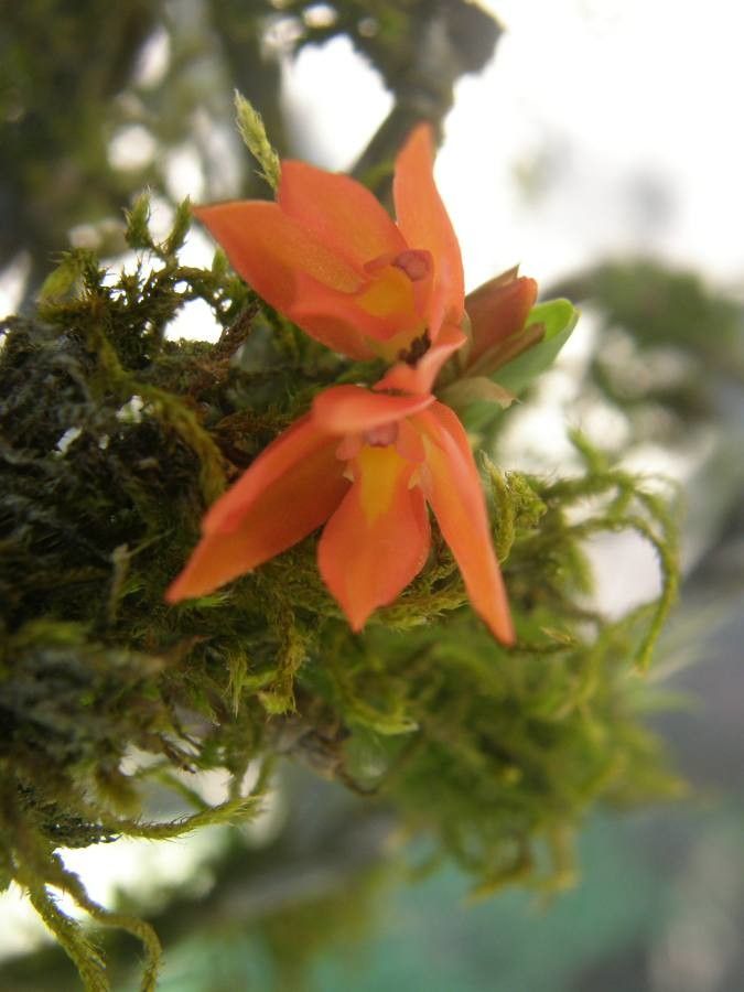 Scaphyglottis imbricata flower
