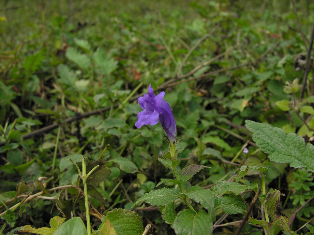 Strobilanthes extensa habit