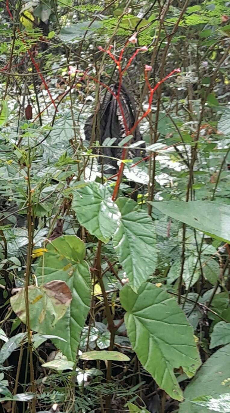 Begonia pycnantha habit