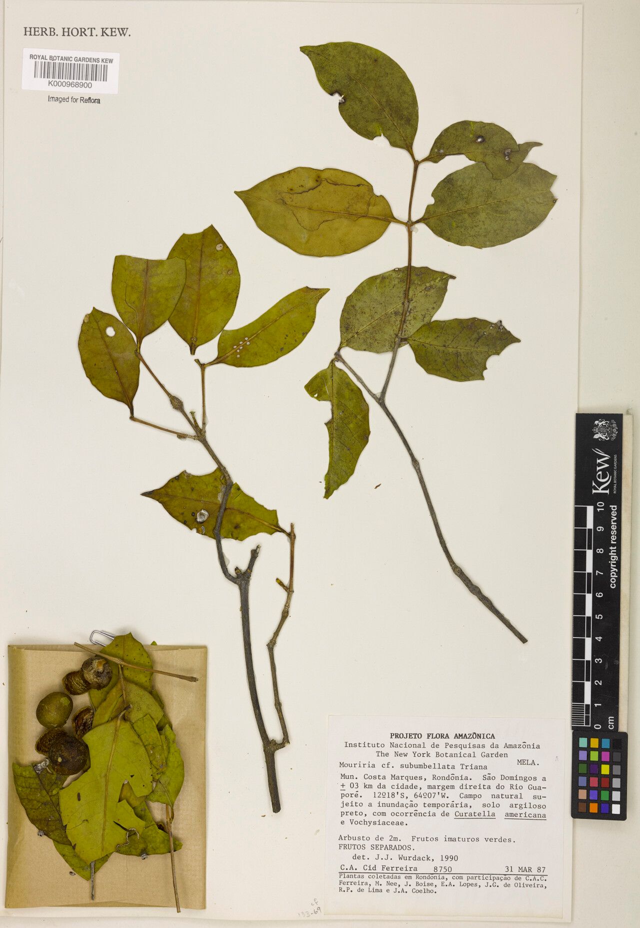 Mouriri subumbellata fruit