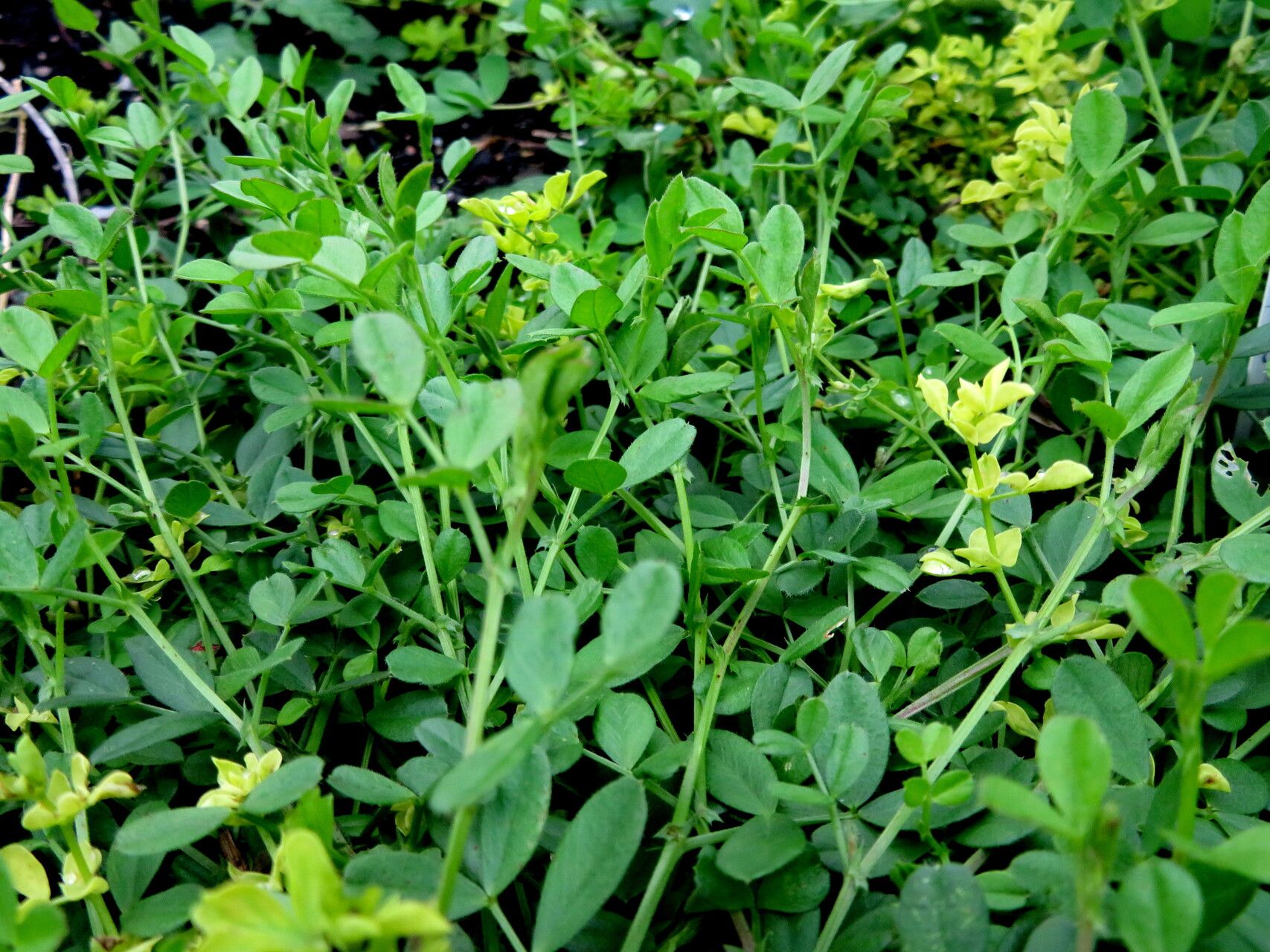 Lotus japonicus — search result for 'Lotus'