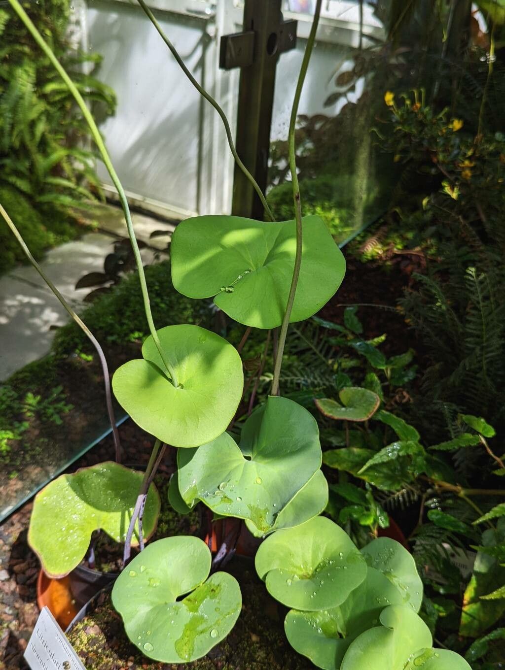 Utricularia reniformis — search result for 'Utricularia'