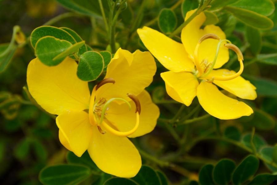 Senna surattensis flower