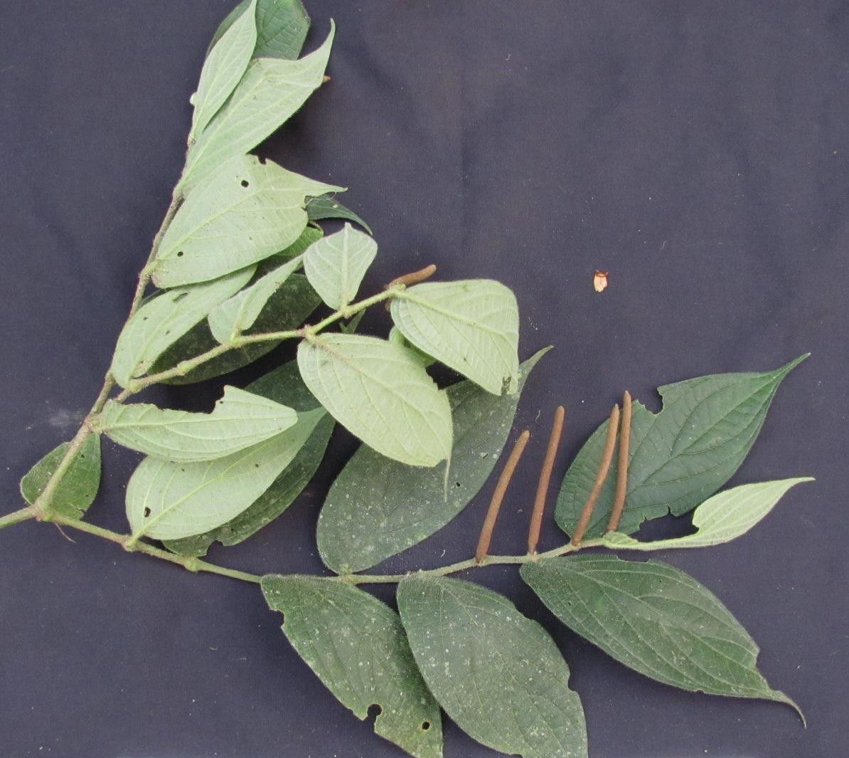 Piper polytrichum other