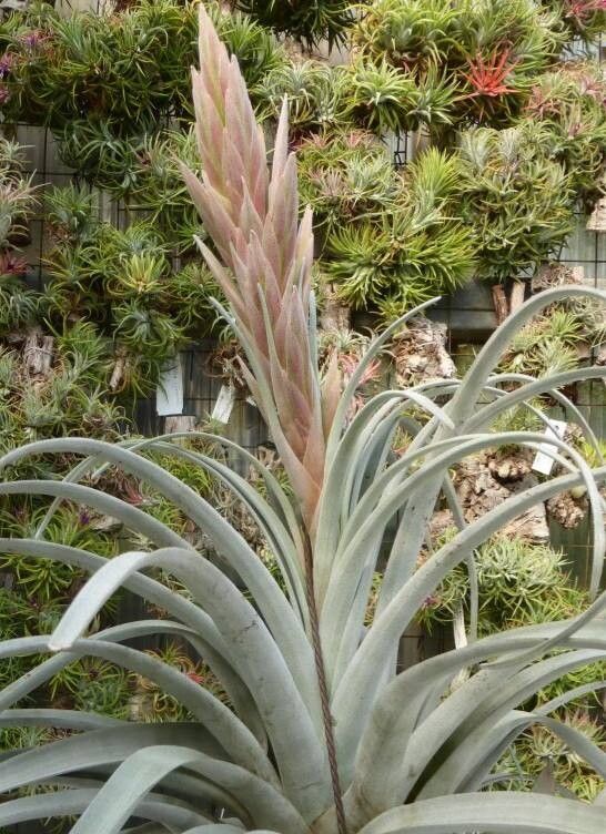 Tillandsia zacapanensis — houseplant care guide