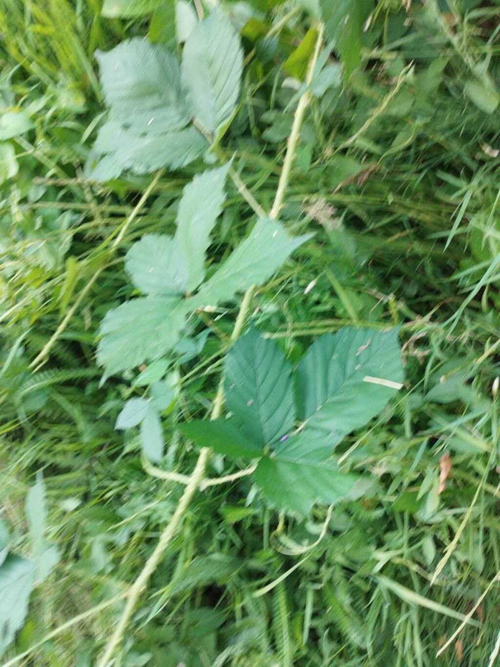 Rubus serpens — houseplant care guide