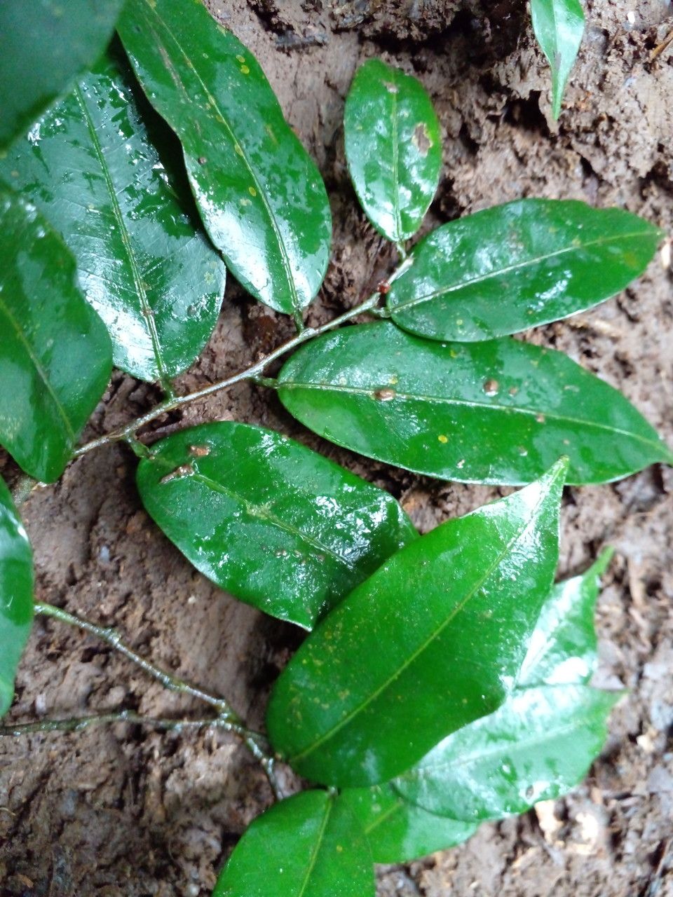 Swartzia guatemalensis leaf