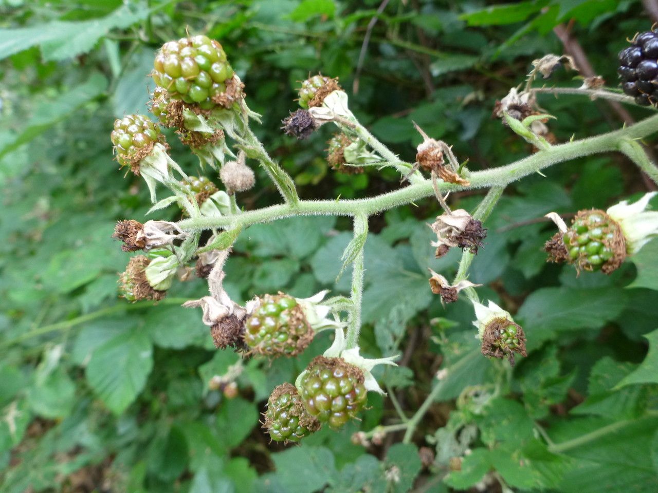 Rubus macrostachys flower