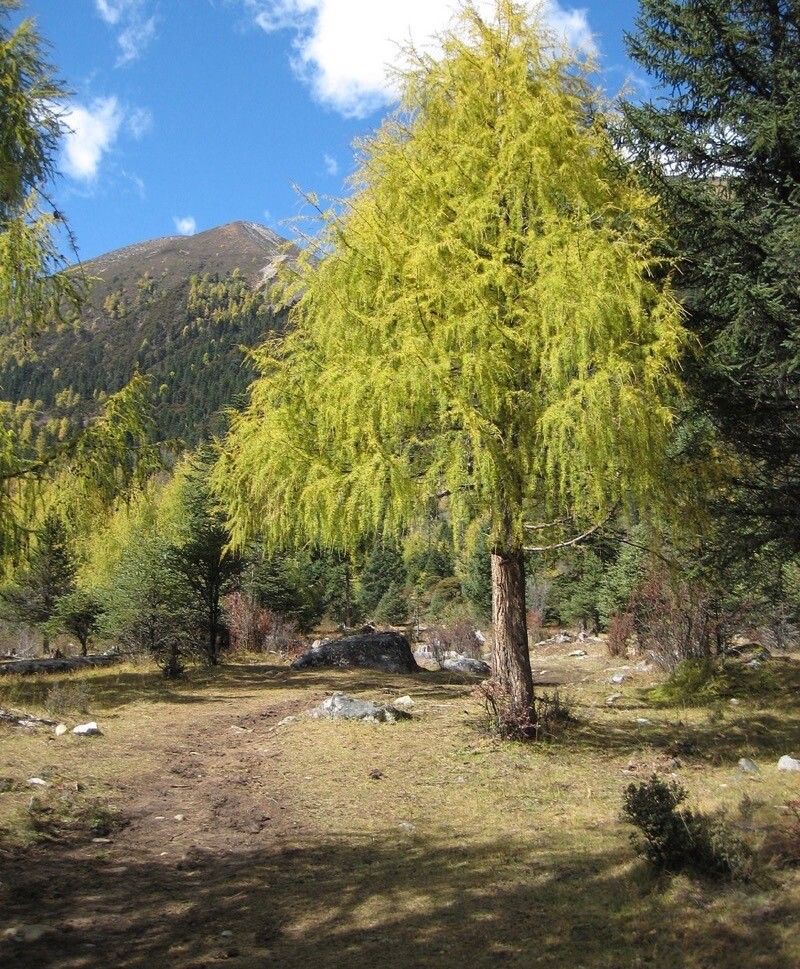 Larix potaninii — search result for 'Pinaceae'