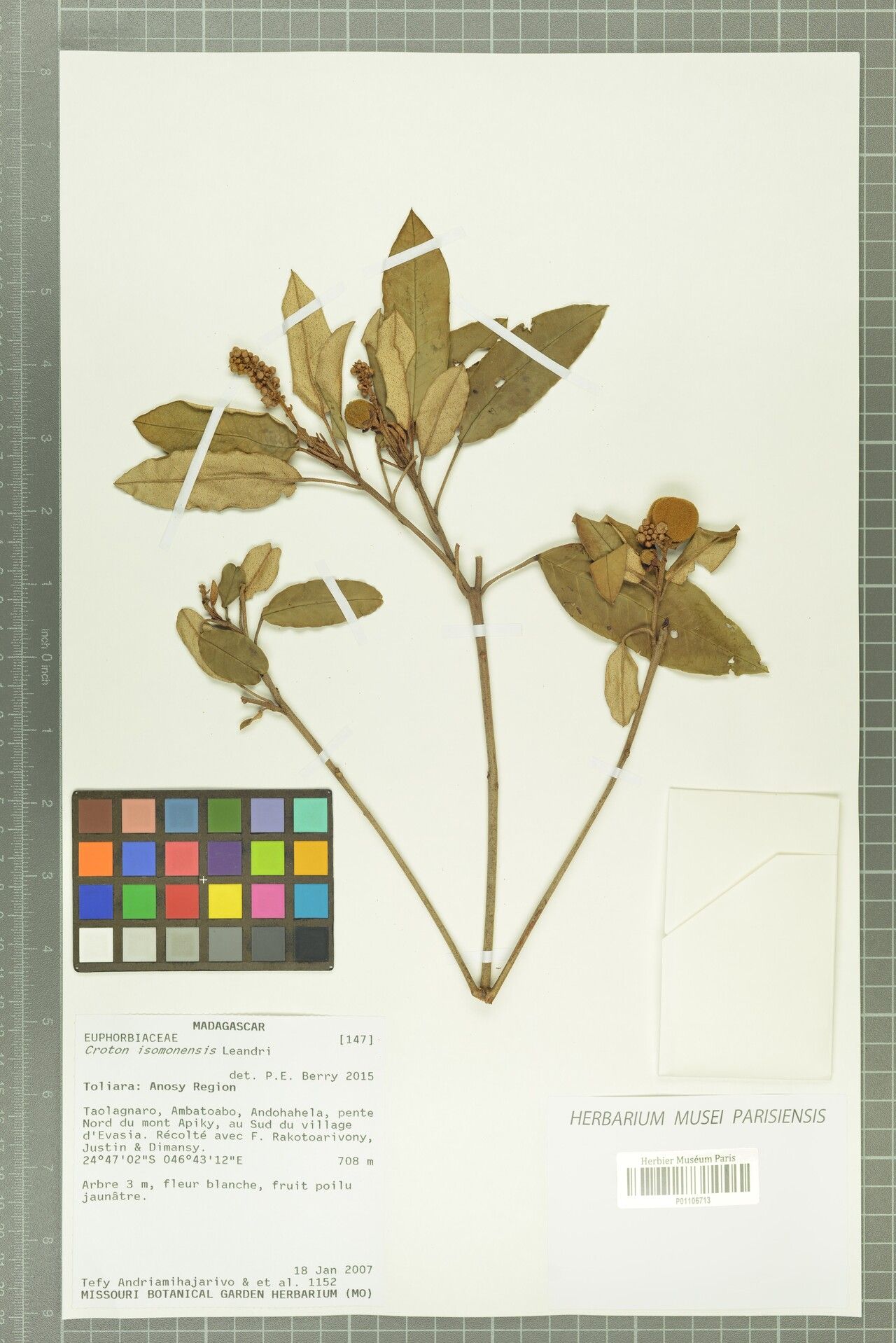 Croton isomonensis — houseplant care guide