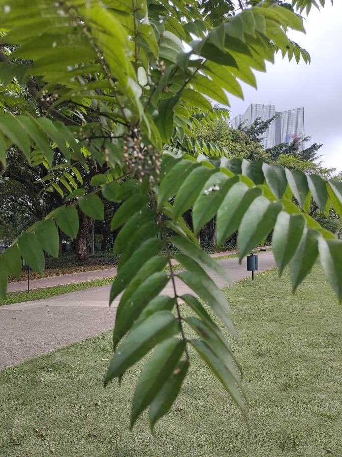 Cedrela fissilis — search result for 'Costa Rica'