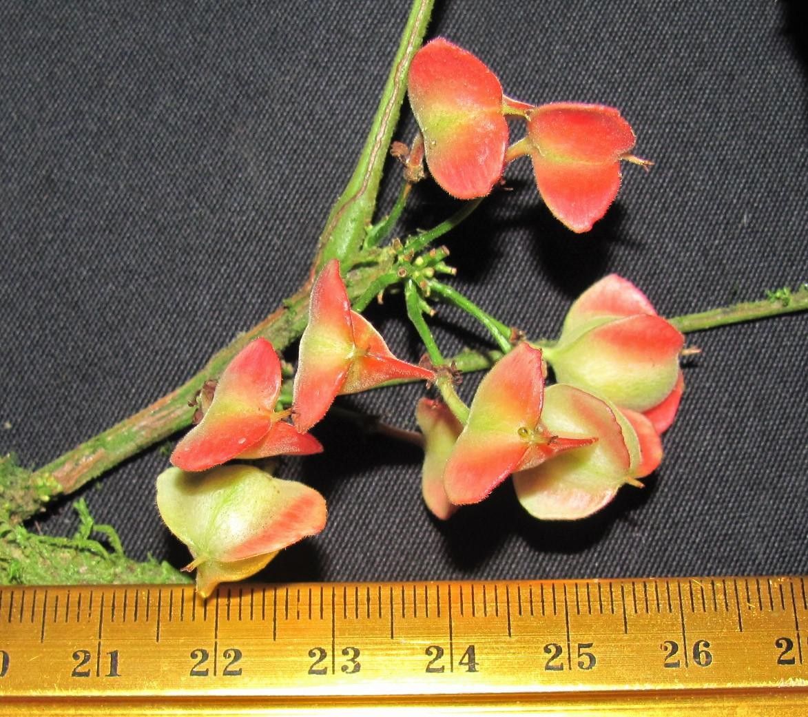 Paullinia tetragona fruit