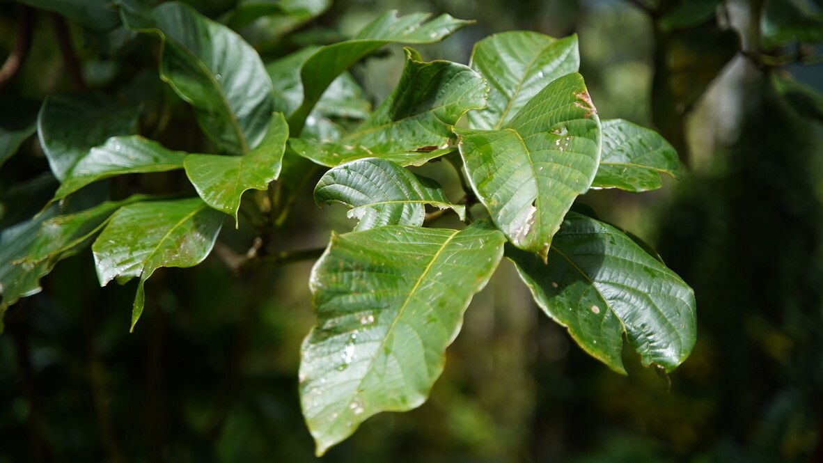 Beilschmiedia anay — houseplant care guide