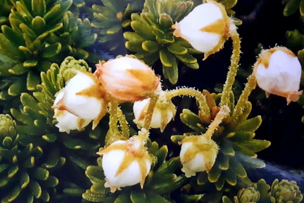 Phyllodoce glanduliflora — related species from the same genus