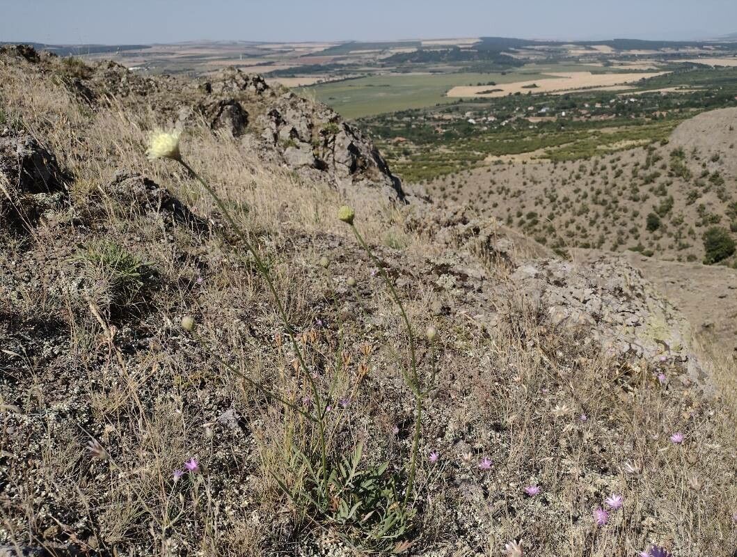 Cephalaria laevigata — search result for 'Cephalaria'