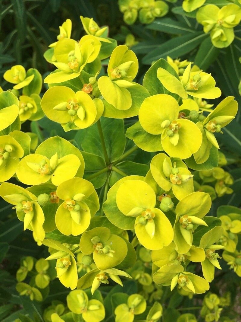 Euphorbia paniculata flower