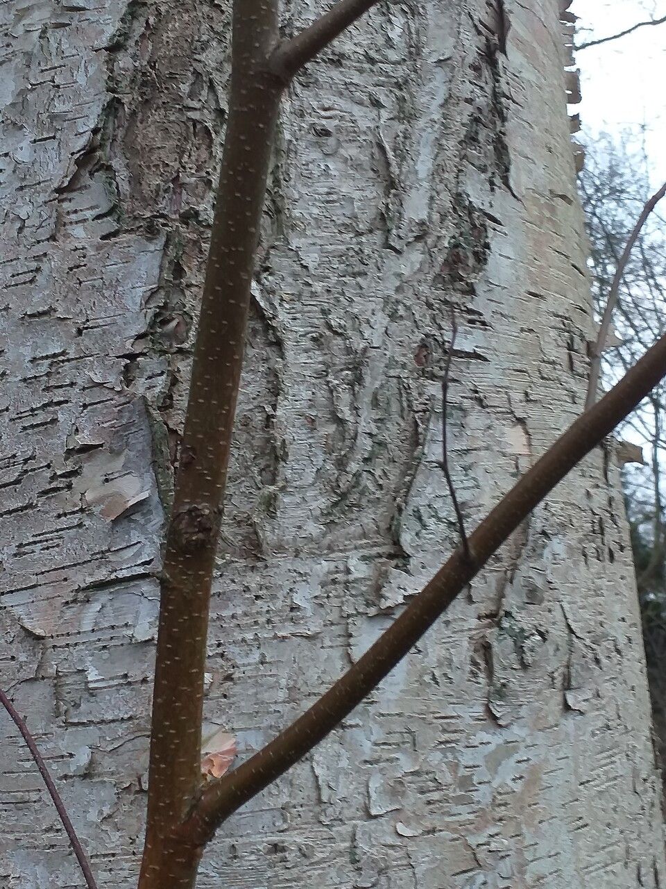 Betula neoalaskana bark