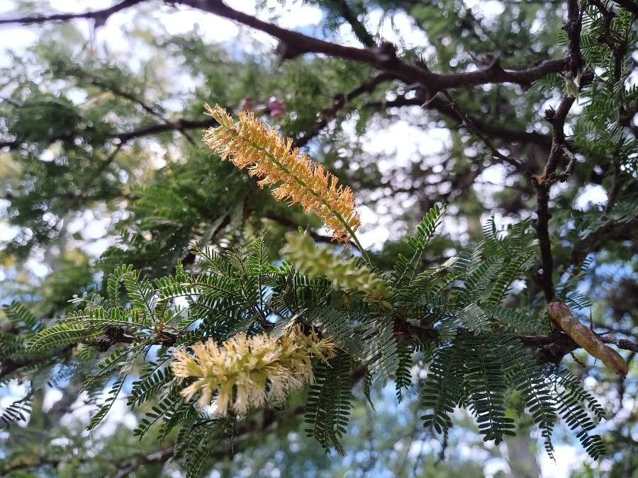 Prosopis affinis flower