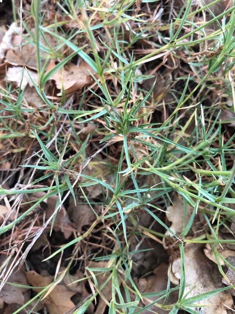 Dianthus scaber — houseplant care guide