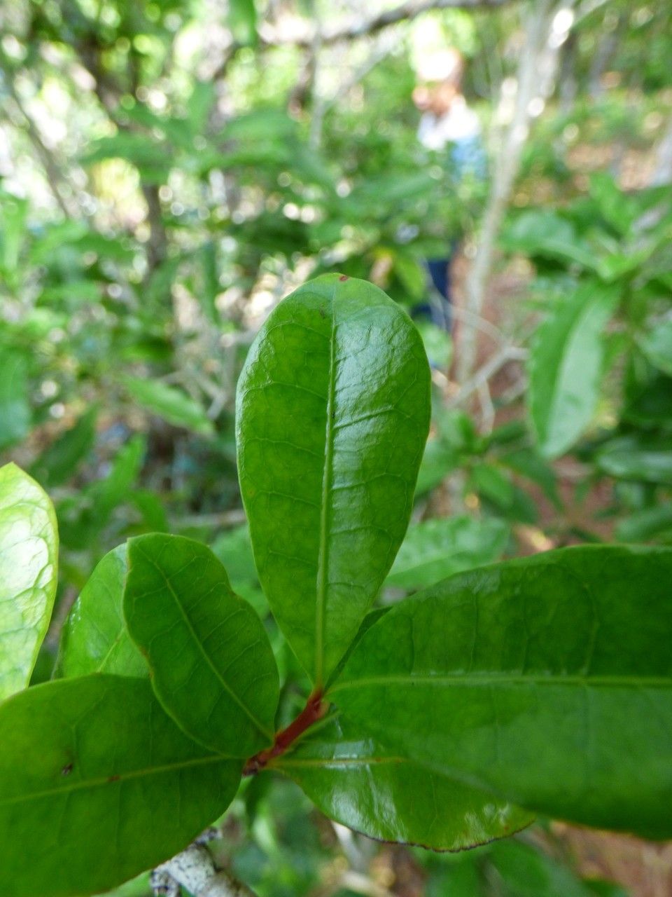Ixora borboniae leaf