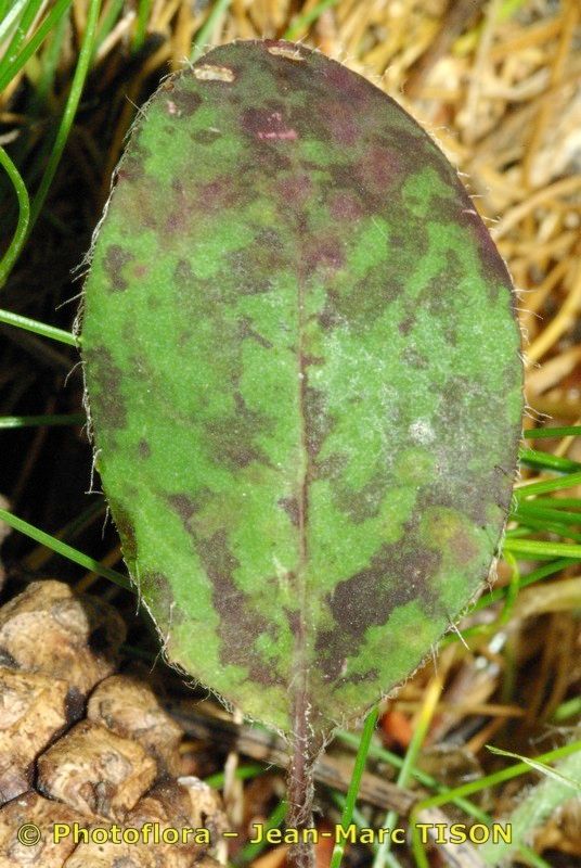 Hieracium atropictum other