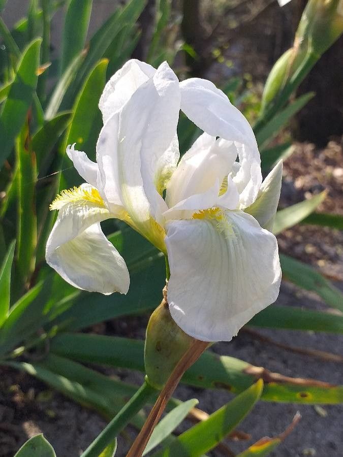 Iris albicans flower
