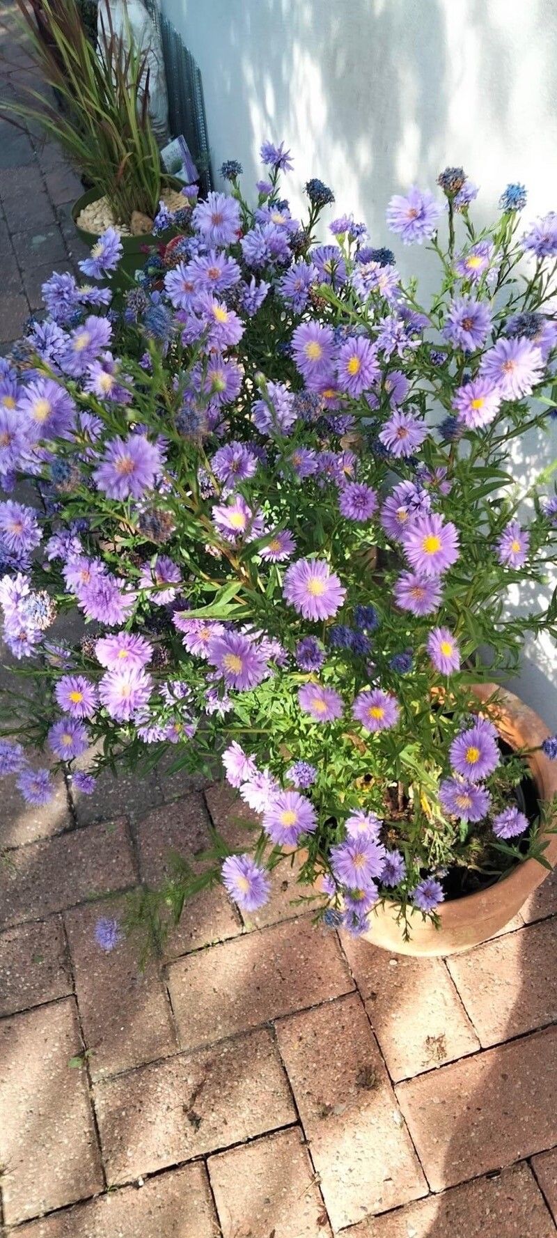 Symphyotrichum x versicolor — search result for 'Symphyotrichum'