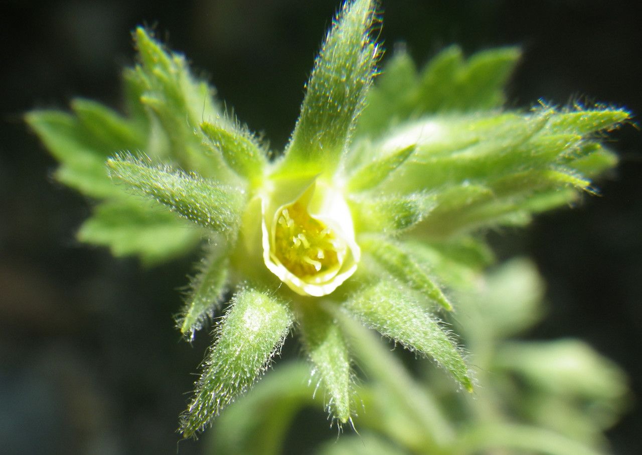 Geum heterocarpum flower