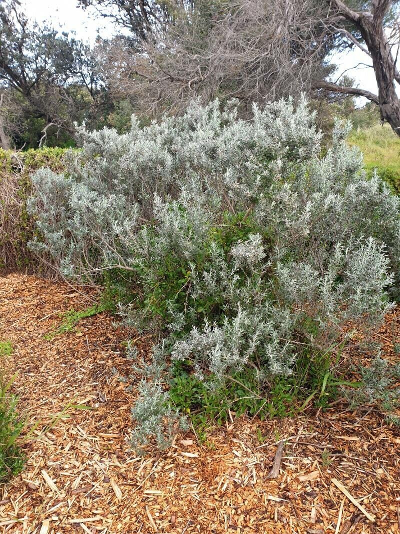 Olearia axillaris habit