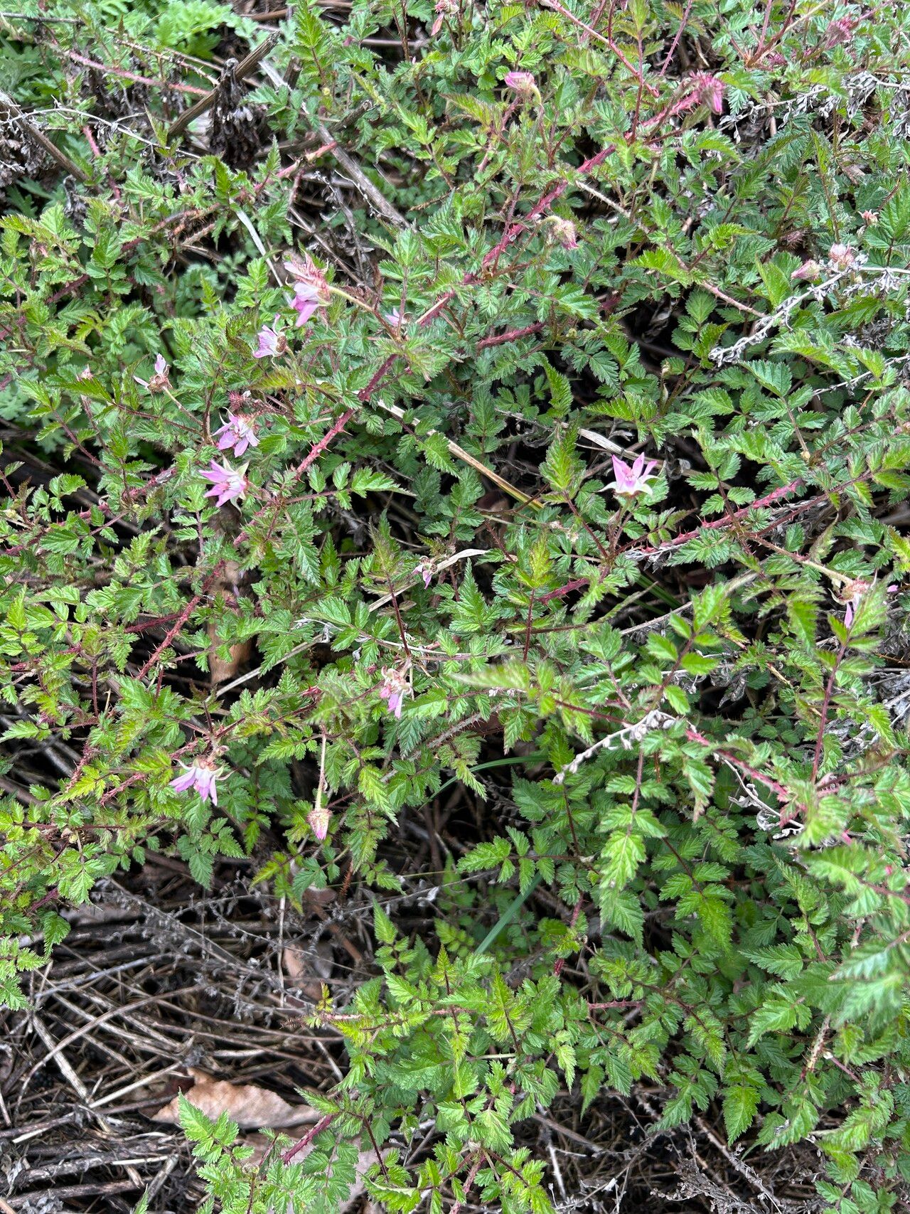 Rubus racemosus — houseplant care guide