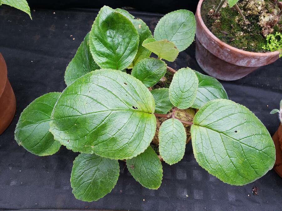 Sinningia eumorpha habit