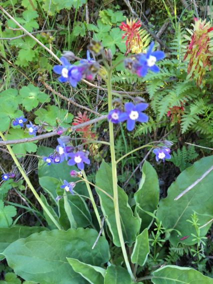 Cynoglossum grande habit
