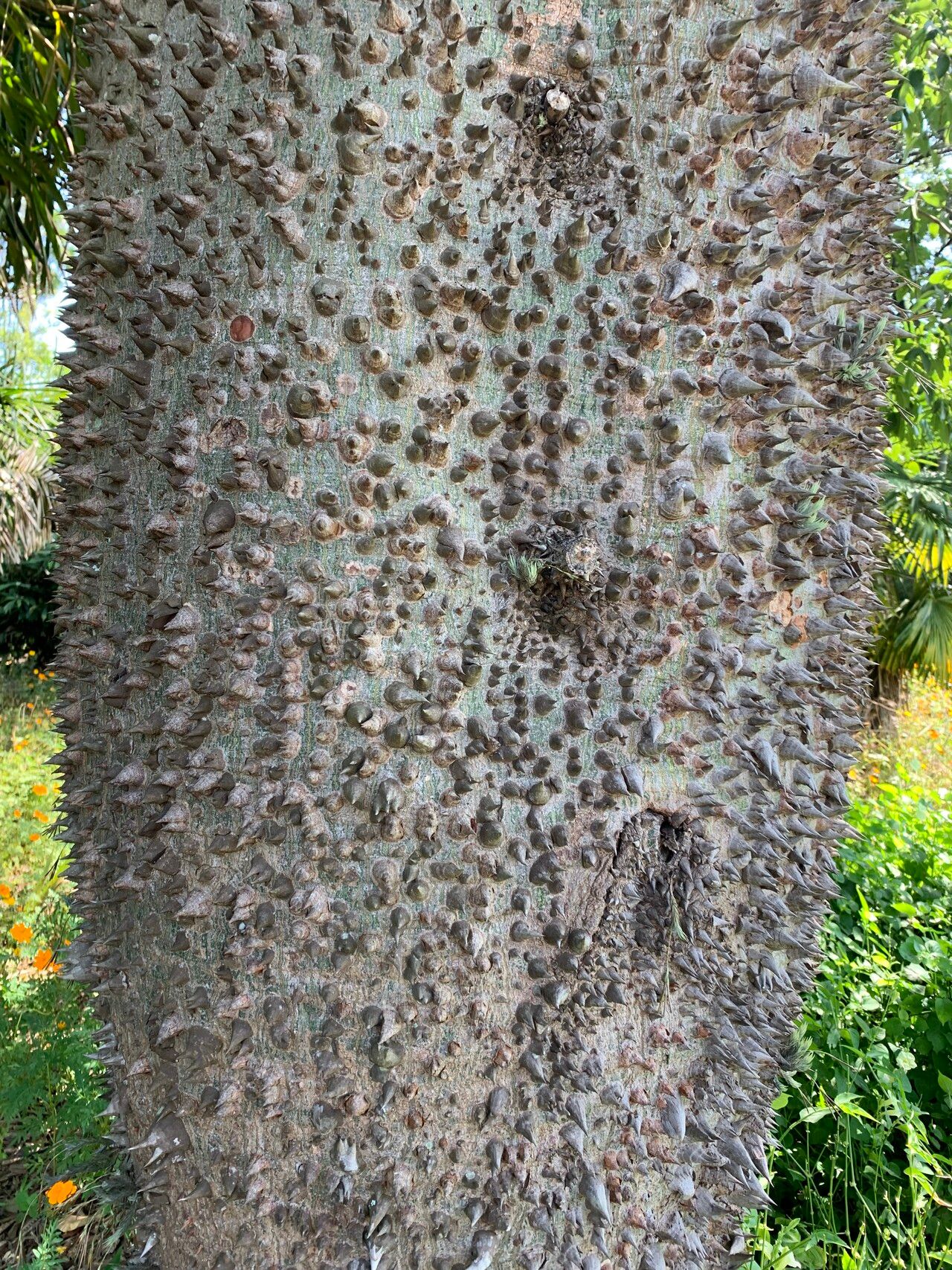 Ceiba rubriflora bark