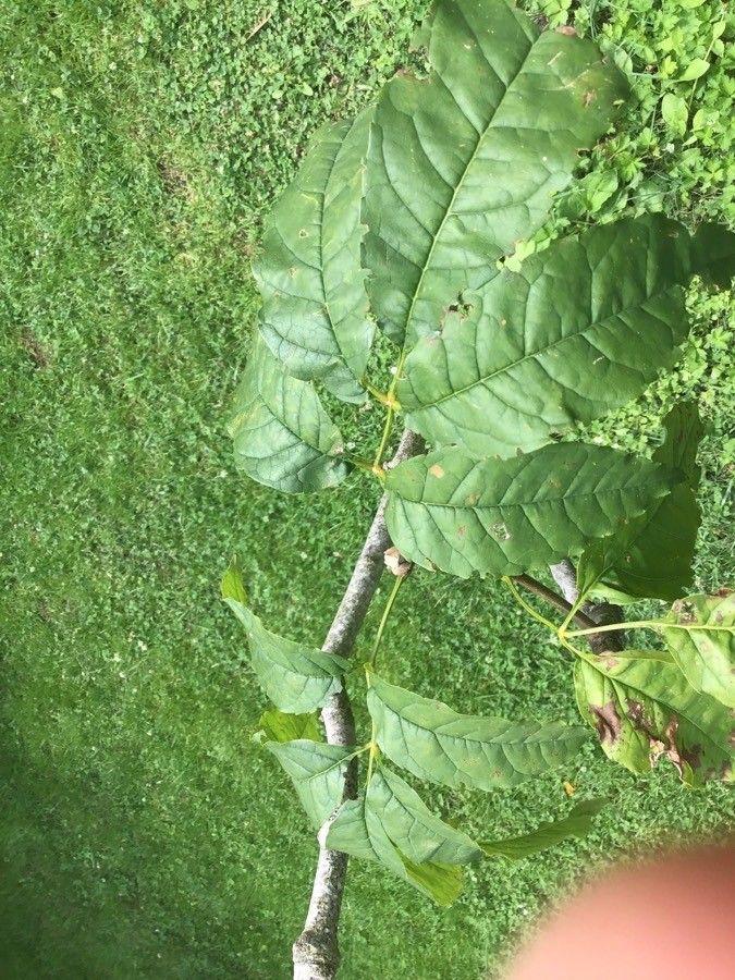 Fraxinus stylosa — search result for 'Fraxinus'