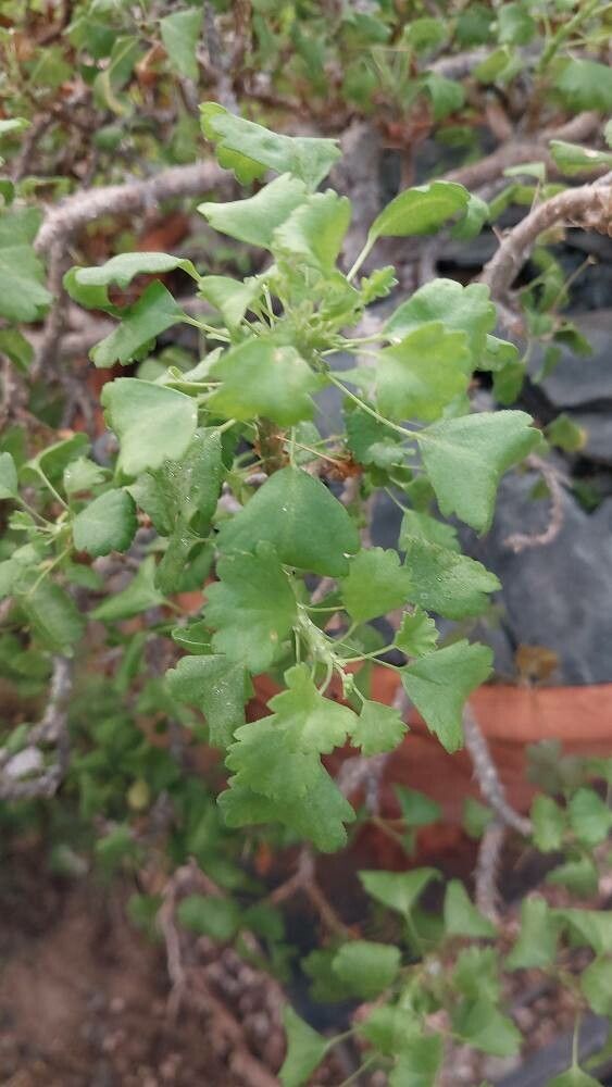 Pelargonium xerophyton leaf