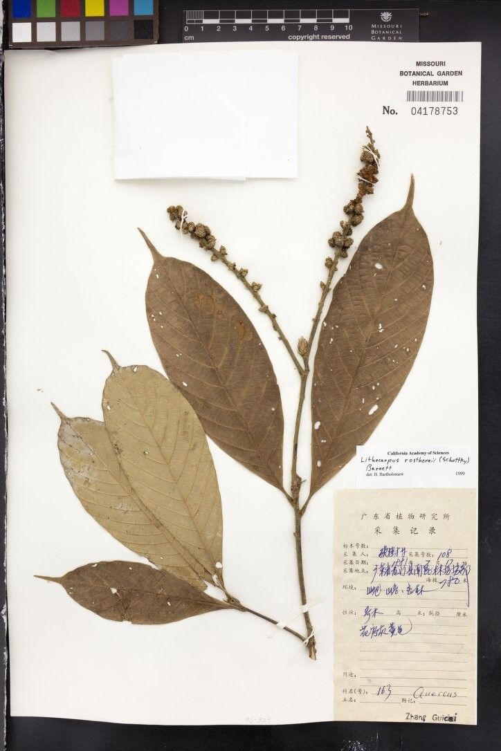 Lithocarpus rosthornii — houseplant care guide