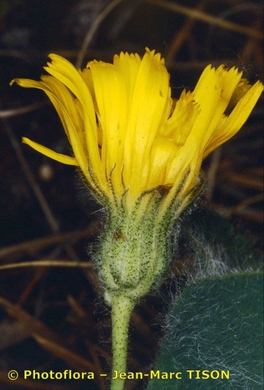 Hieracium bicknellianum — houseplant care guide