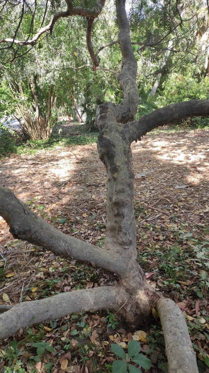 Schinus weinmannifolius habit