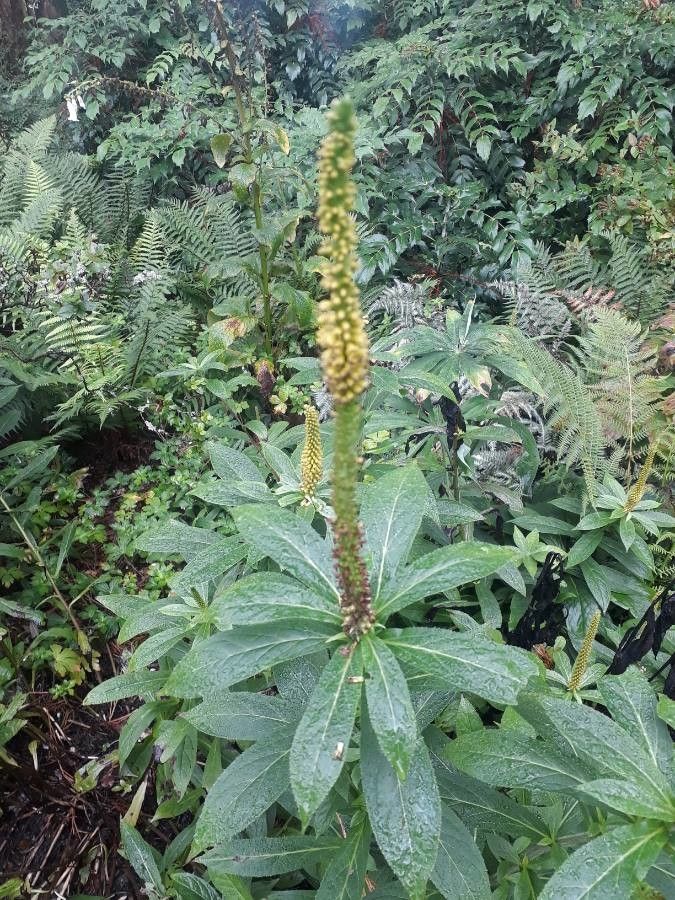Veronicastrum brunonianum