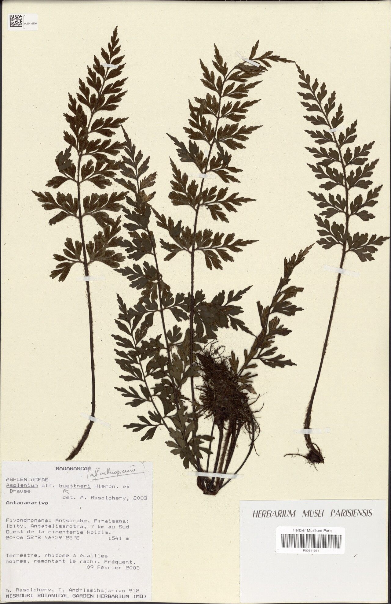 Asplenium ibityense — houseplant care guide