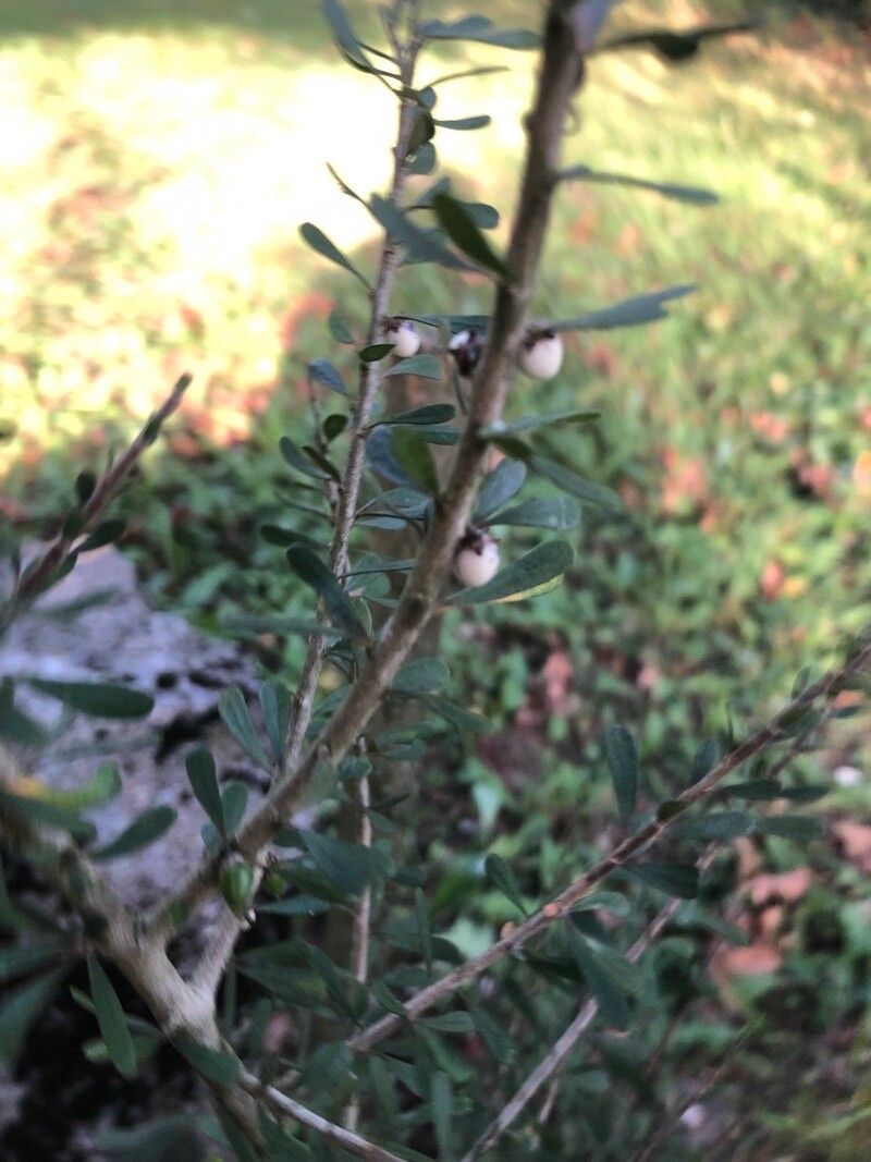 Melicytus alpinus — related species from the same genus