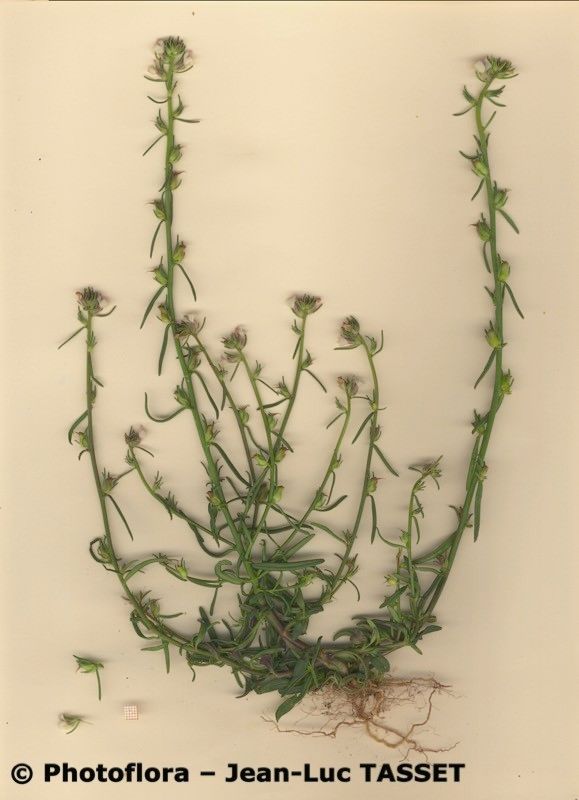 Misopates microcarpum habit