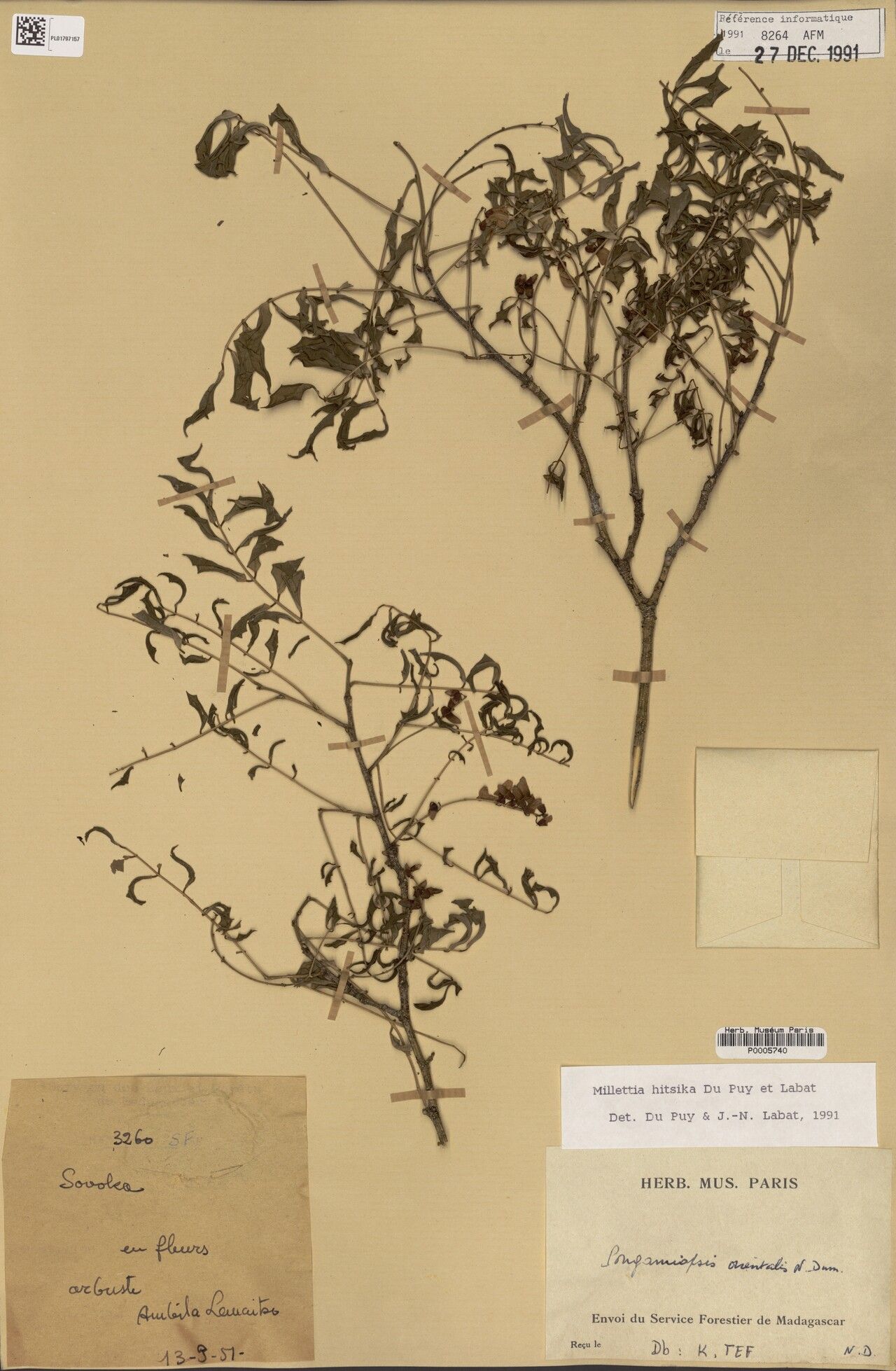 Millettia hitsika — houseplant care guide